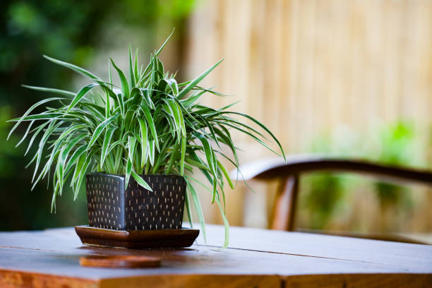 Chlorophytum in flowerpot on table. Variegatum, comosum. Spider Plant