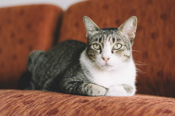 istock A Thai cat with gray and white color 823655668