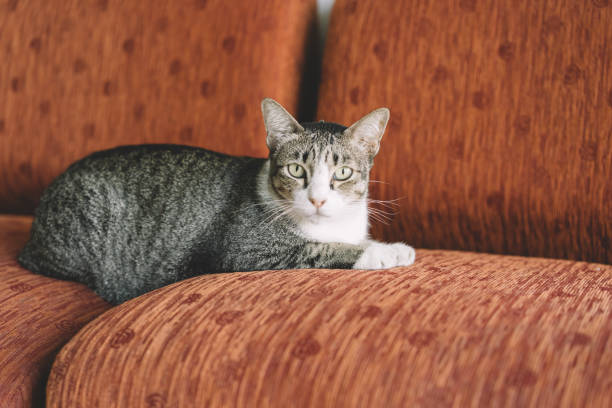 istock A Thai cat with gray and white color 823655730