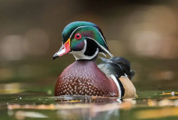 Photo of Wood Duck