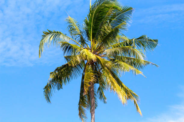 istock Single palm tree top in sky. Sunny day in tropical island. Exotic nature scenery. 823660816