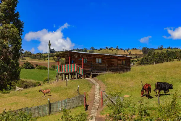 A log-cabin in a farm just outside the Andean town of Subachoque, in the Colombian Department of Cundinamarca. In the foreground are some farm animals: a horse, bull and some goats. The vegetation is typical of the Andes, in the department of Cundinamarca at such an elevation. The elevation is about 9000 feet above mean sea level. Photo shot in the afternoon sunlight; horizontal format. Copy space. Camera: Canon EOS 5D MII. Lens Canon EF 24-70mm F2.8L USM.