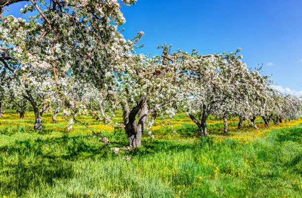 Apple orchard with many blooming trees with white and pink flowers during summer