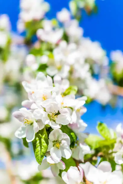 Macro closeup of white and pink apple blossoms growing on tree with vibrant blue sky