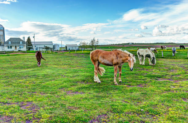 Horse ranch in Rural Alberta Canada