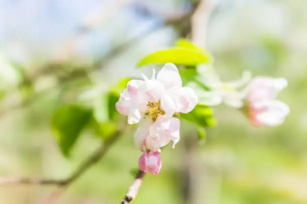 Macro closeup of white and pink apple blossoms growing on tree