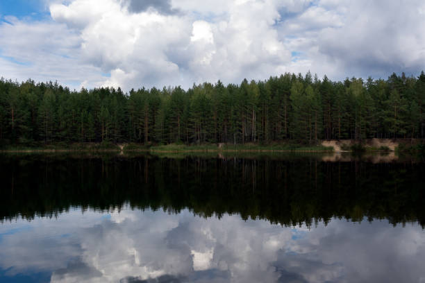istock Pine forest next to the lake 823668826
