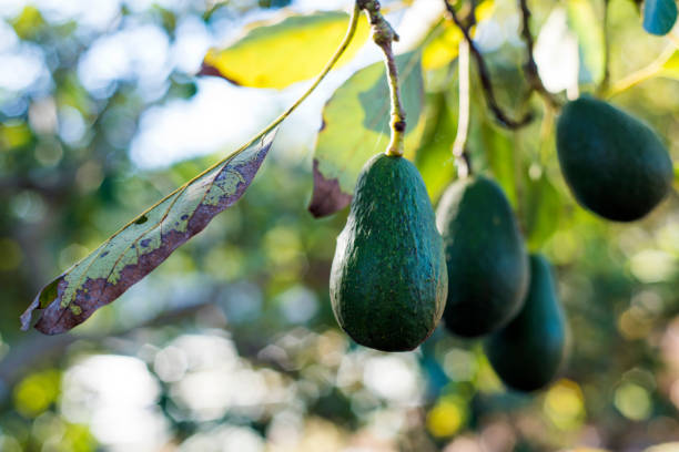 дерево авокадо - avocado australia crop farm стоковые фото и изображения