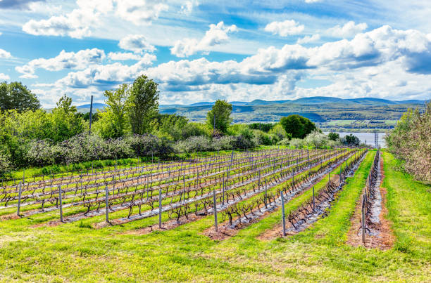 vineyard rows during summer in ile d'orleans, quebec, canada with view of saint lawrence river - lawrence quebec canada north america imagens e fotografias de stock