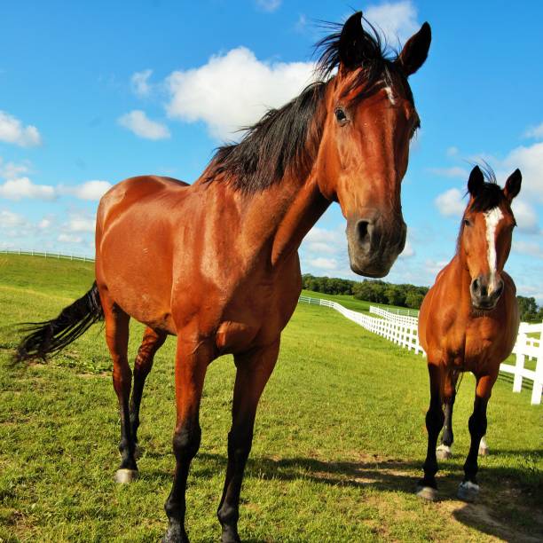 istock Horses in The Morning 823672178
