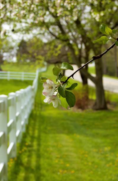 istock Apple Blossoms on The Farm 823672254
