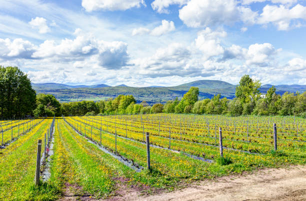 istock Vineyard rows during summer in Ile D'Orleans, Quebec, Canada with view of Saint Lawrence River 823672298