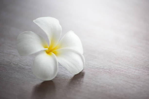 istock White plumeria flower drop on the ground. 823672722