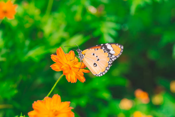 istock Yellow Butterfly catch on yellow Cosmos flowers. 823672764