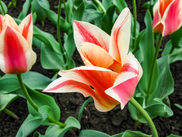 istock Red - yellow tulip Quebec on spring flowerbed. 823672818