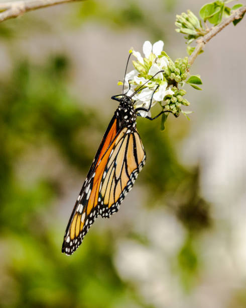 istock Queen butterfly, upside down, wings folded, feeding on flower 823675910