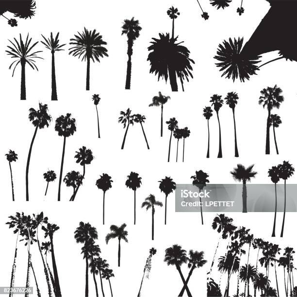 Palm Trees Stock Illustration - Download Image Now - Palm Tree, In Silhouette, Vector
