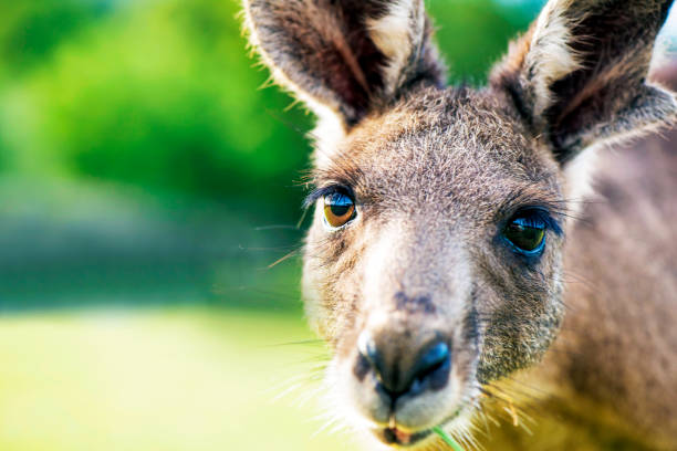 Kangaroo Looking Kangaroo Looking into camera red kangaroo stock pictures, royalty-free photos & images