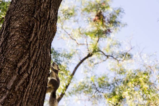 istock Gray squirrel on the big tree in the garden with copy space 823680864