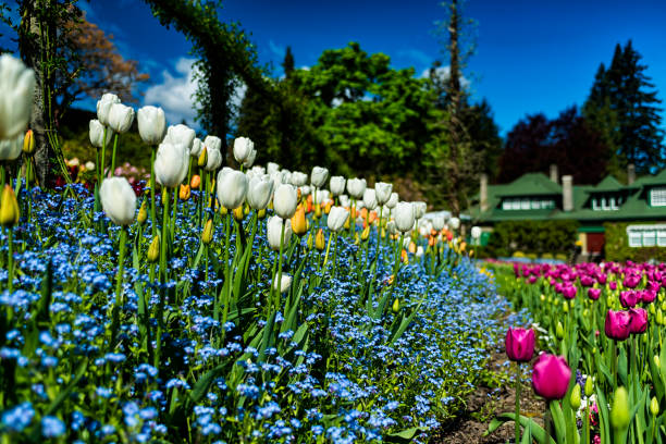 istock Beautiful garden entrance with mixed flowers 2. 823683252