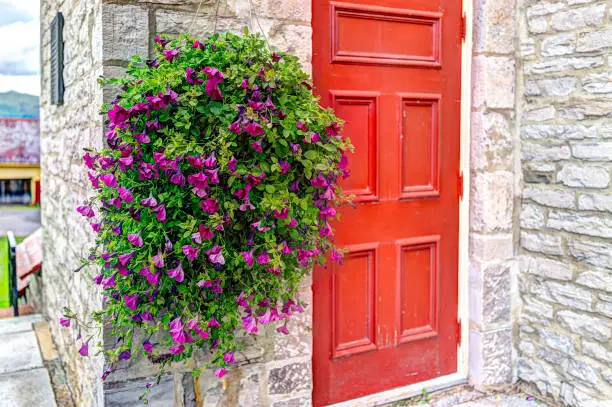 Purple pink magenta calibrachoa or petunia flowers hanging in basket by church with red door