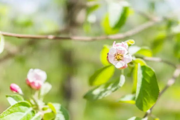 Macro closeup of white and pink apple blossoms growing on tree