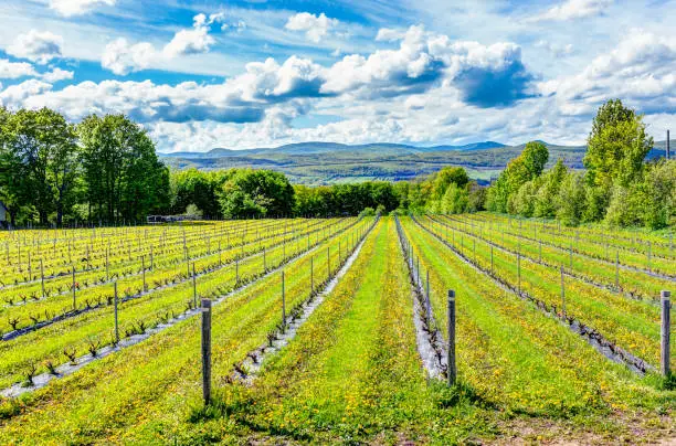 Photo of Vineyard rows during summer in Ile D'Orleans, Quebec, Canada with view of Saint Lawrence River