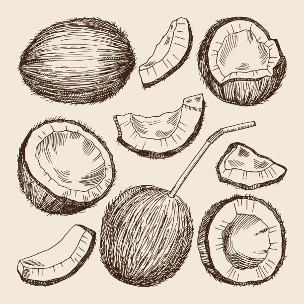 Hand drawing illustrations of different sides of coconut. Vector pictures isolate Hand drawing illustrations of different sides of coconut. Vector pictures isolate. Coconut food hand drawing style, tropical nature fresh andf exotic food coconut stock illustrations