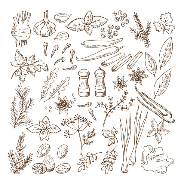 Hand drawn illustrations of different herbs and spices. Vector pictures set isolate on white Hand drawn illustrations of different herbs and spices. Vector pictures set isolate on white. Herb spice ingredient, natural organic rosemary and mint a sprig of dill stock illustrations