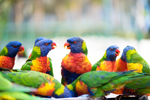 Lorikeets being fed and interacting.