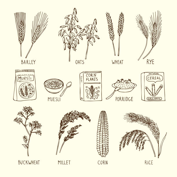 Vector set of different cereals. Muesli, wheat, rice and others. Hand drawn illustrations Vector set of different cereals. Muesli, wheat, rice and others. Hand drawn illustration. Natural agriculture ingredient, vegetarian nutrition product buckwheat stock illustrations