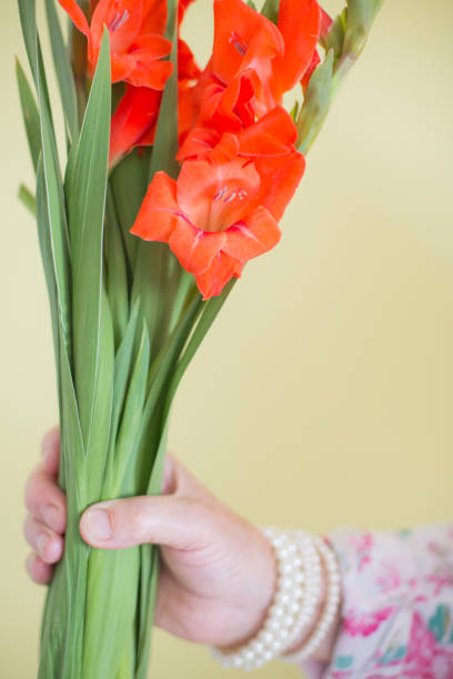 gladiolen in hand senior frau - gladiolus flower floral pattern single flower stock-fotos und bilder