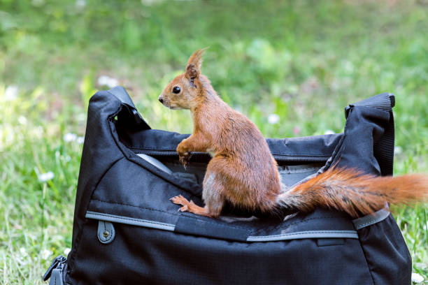 écureuil roux assis sur un sac noir dans le parc de l’été - squirrel red squirrel black forest forest photos et images de collection