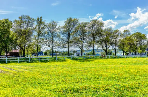 Photo of Farm summer landscape with horse in field of bright yellow dandelion flowers and white fence