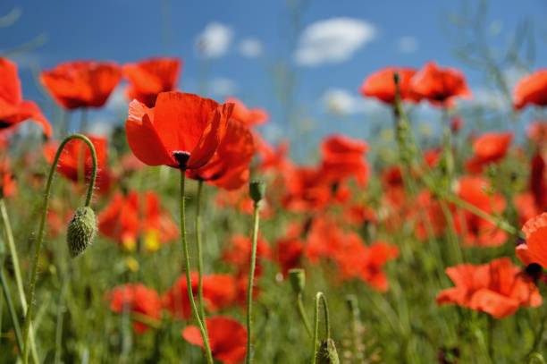 istock Poppy flowers 823694306