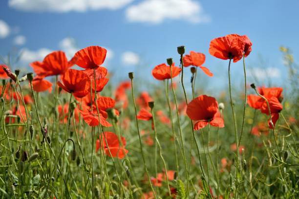 istock Poppy flowers 823694338