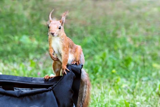 curieux petit écureuil assis sur sac noir - squirrel red squirrel black forest forest photos et images de collection