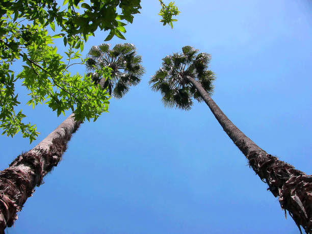 istock Italy Naples, two highs Washingtonia in bright sunshine from below 823695032