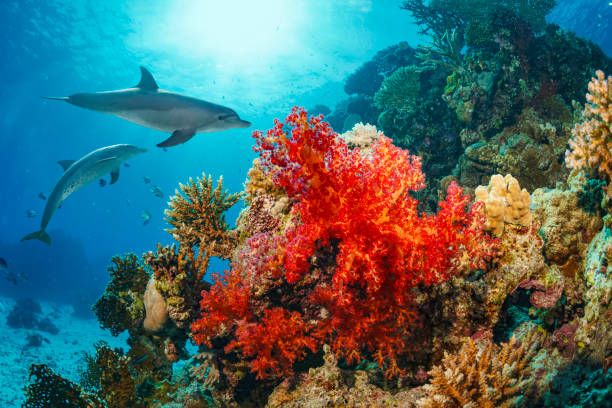 Dolphin Sea life school of dolphines Coral reef Underwater Scuba diver point of view Red sea Nature & Wildlife Dolphin Coral reef Sea life school of dolphines Underwater Scuba diver point of view Red sea Nature & Wildlife cnidarian stock pictures, royalty-free photos & images