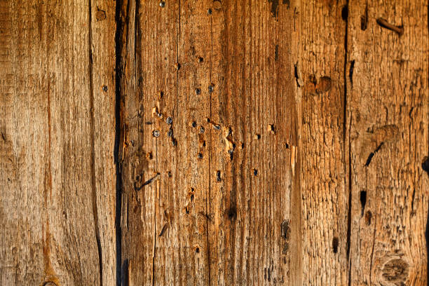istock pellets holes in old wall board close up 823697998