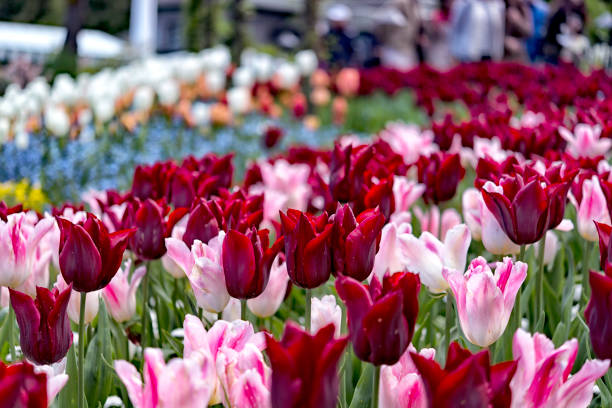 istock Variety flowers and tulips in spring garden. 823698376