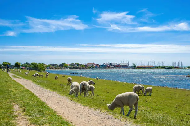 Landscape with sheeps at the flood embankment in Lemkenhafen on Fehmarn island at the Baltic Sea