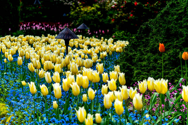The tulip is a Eurasian and North African genus of herbaceous, perennial, bulbous plants in the lily family, with showy flowers. About 75 wild species are currently accepted. The genus's native range extends west to the Iberian Peninsula, through North Africa to Greece, the Balkans, Turkey, throughout the Levant (Syria, Israel, Palestinian Territories, Lebanon, Jordan) and Iran, north to Ukraine, southern Siberia and Mongolia, and east to the Northwest of China. The tulip's centre of diversity is in the Pamir, Hindu Kush, and Tien Shan mountains.