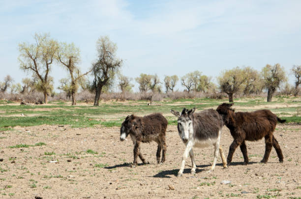 istock donkey, ass, jackass, goat, moke, neddy, burro, neddy 823700566