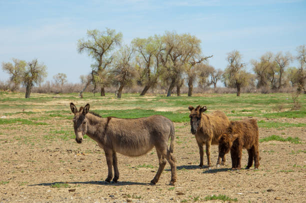 istock donkey, ass, jackass, goat, moke, neddy, burro, neddy 823700642