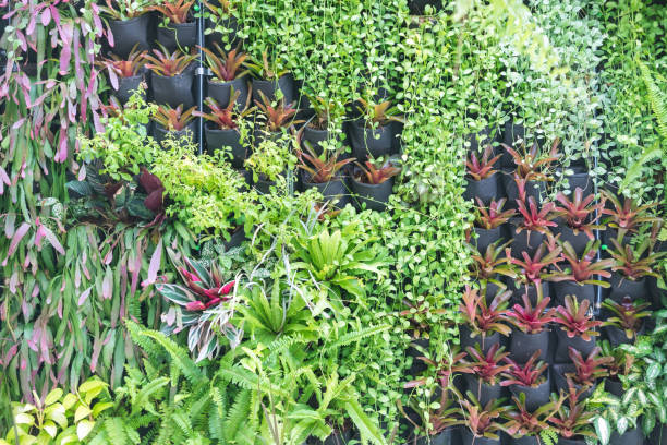 decoração da parede vários tipos de plantas verdes. fundo de natureza bonito - fern flower pot plant decorative urn - fotografias e filmes do acervo