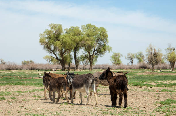 donkey, ass, jackass, goat, moke, neddy, burro, neddy