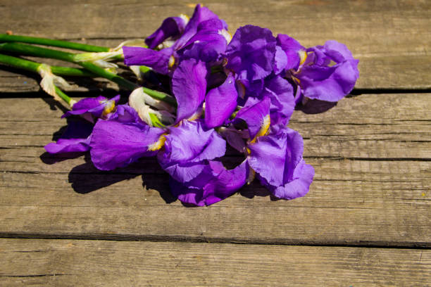 istock Purple iris flowers on wooden background with copy space 823705448