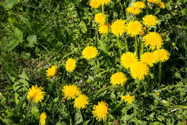 istock Yellow dandelions on meadow 823705570