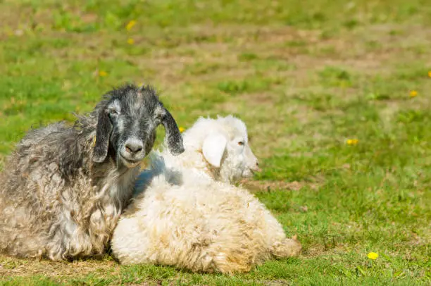 goat. nanny-goat. goats graze on the flood meadow